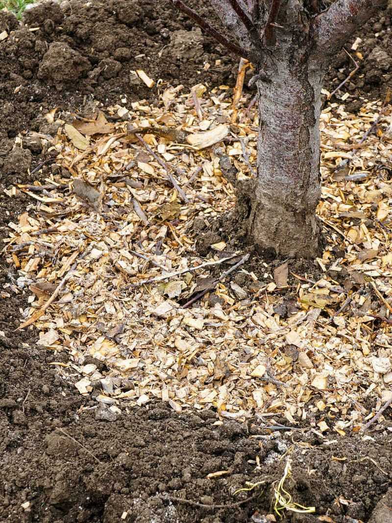 Keep Mulch Wide But Away From The Trunk