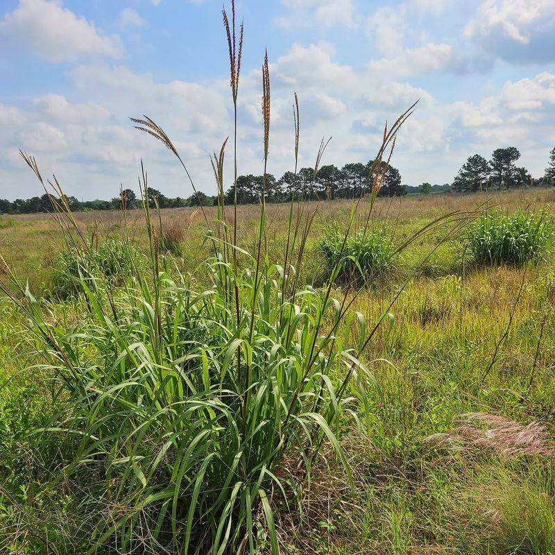 Keep Native Grasses At Ground Level Keep Native Grasses At Ground Level