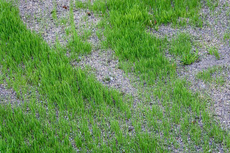 Keep New Seed Moist Until Roots Take Hold Keep New Seed Moist Until Roots Take Hold