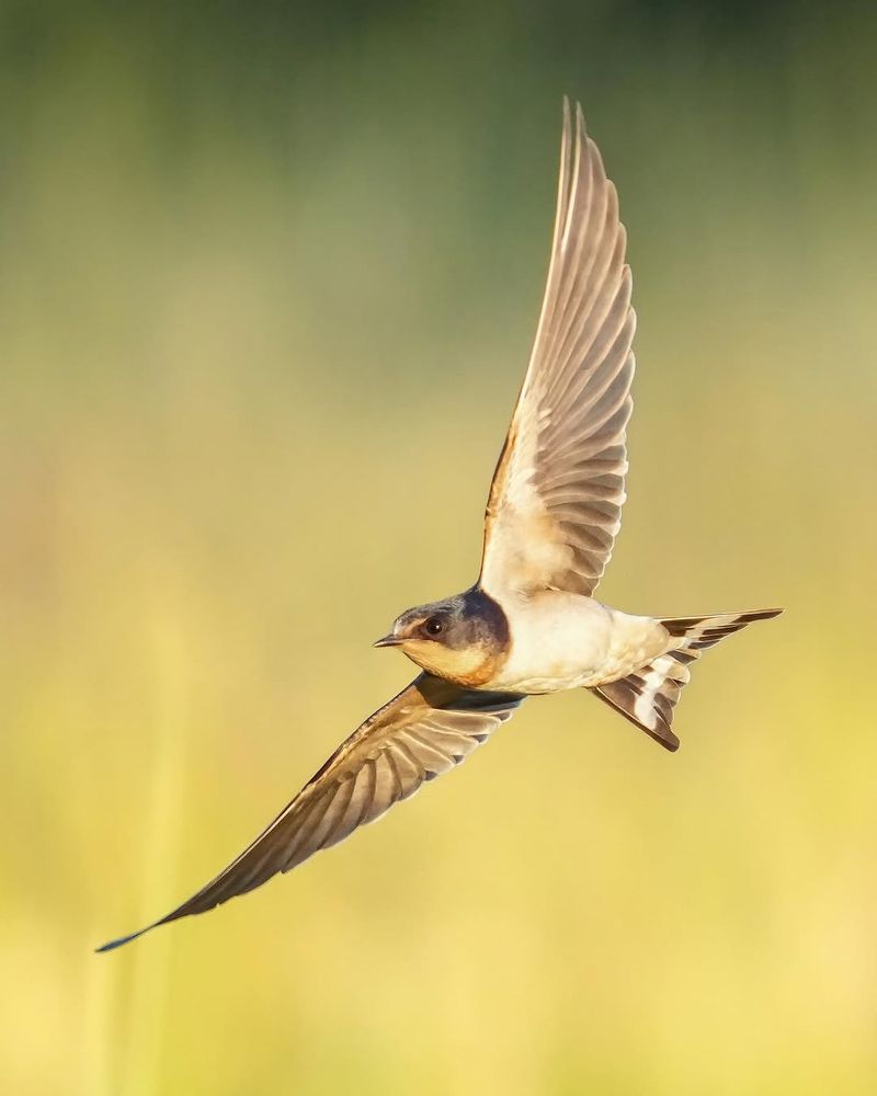 Keep Open Flying Space Where Barn Swallows Can Hunt
