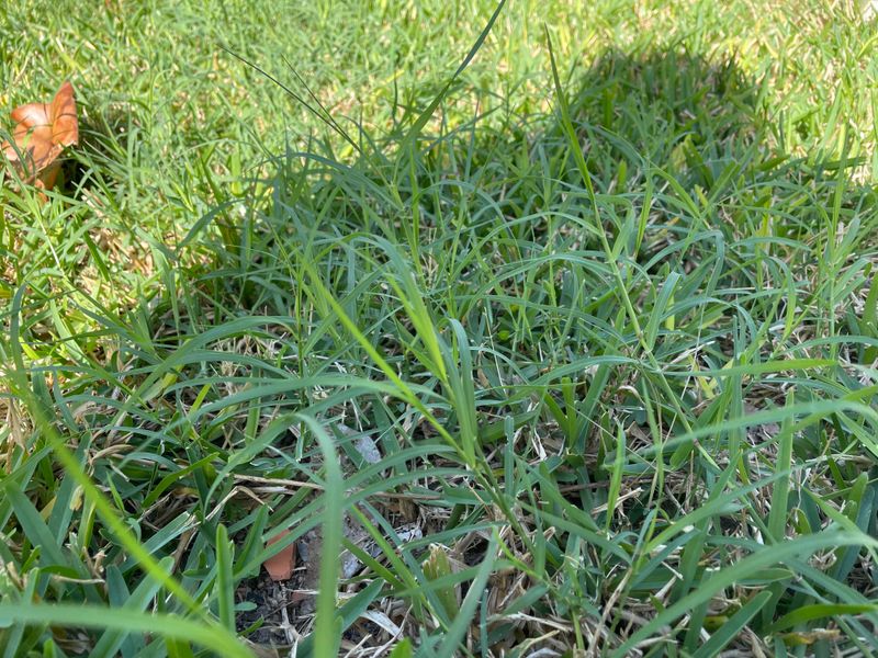 Keep Open Grass Near Perches