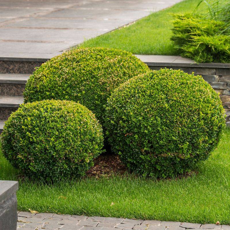 Keep Overhead Water Off Dense Foliage