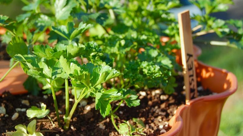 Keep Parsley Cooler With Filtered Light