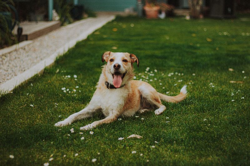 Keep Pets Off The Lawn As Much As Possible