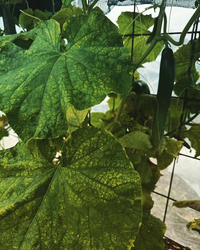 Keep Plants Well Spaced So Airflow Stays Strong Keep Plants Well Spaced So Airflow Stays Strong