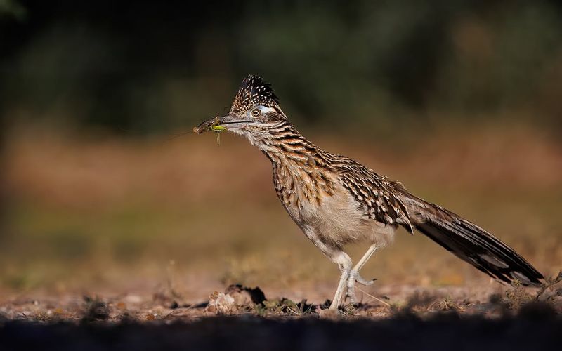 Keep Predators Away From Roadrunner Zones