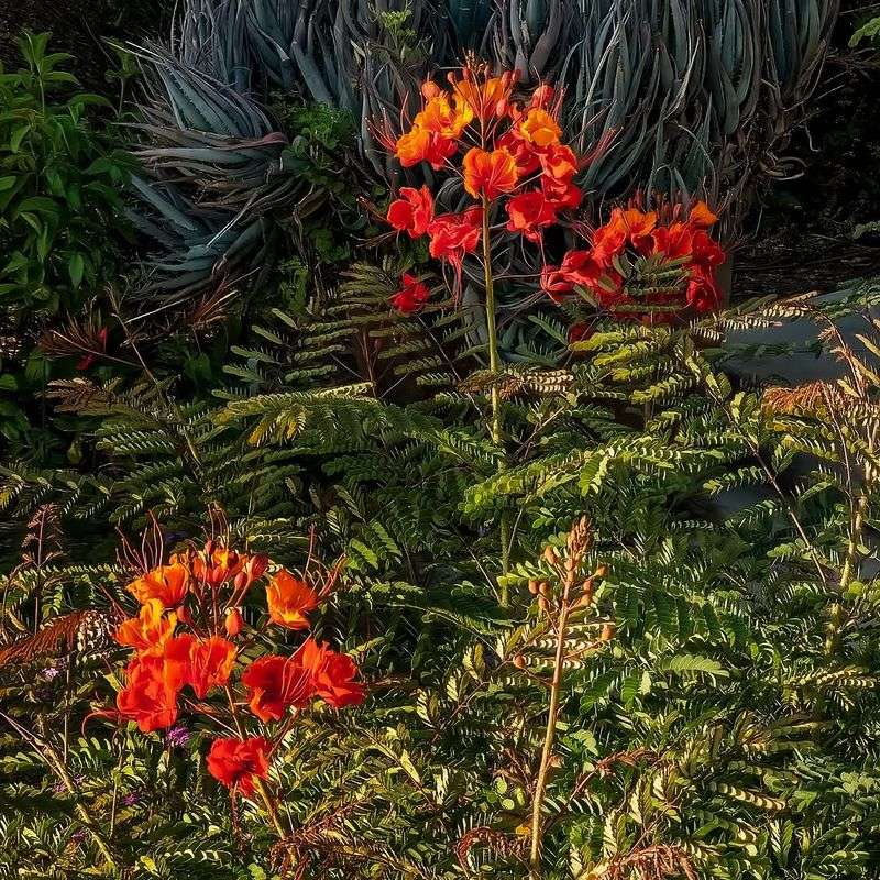 Keep Pruning Light During Monsoon Season Keep Pruning Light During Monsoon Season