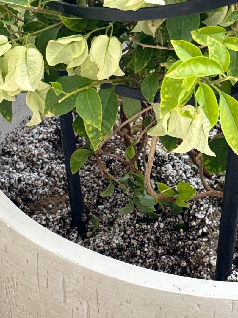 Keep Rain From Soaking Container Roots Too Long Keep Rain From Soaking Container Roots Too Long