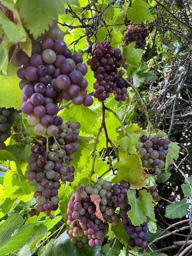 Keep Ripe Fruit Picked Clean Keep Ripe Fruit Picked Clean