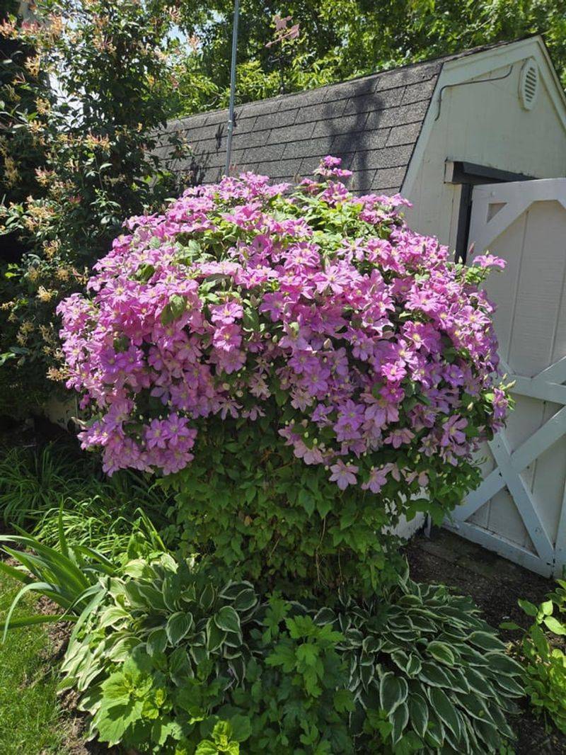 Keep Roots Cool With Mulch Keep Roots Cool With Mulch