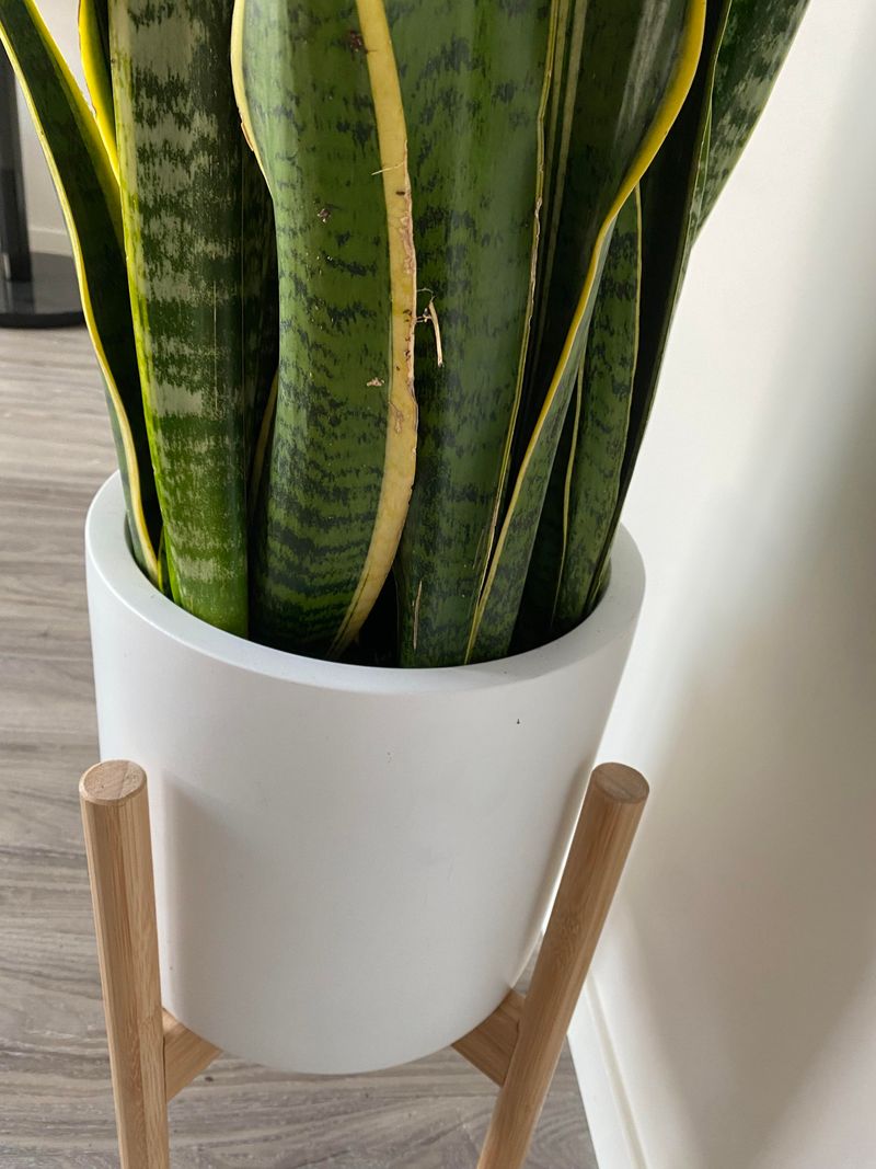 Keep Roots Slightly Crowded