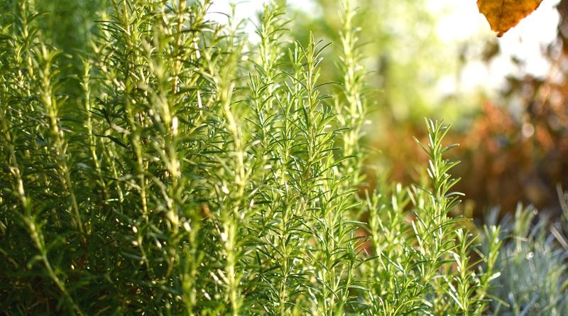 Keep Rosemary In The Sunniest Spot You Have Keep Rosemary In The Sunniest Spot You Have