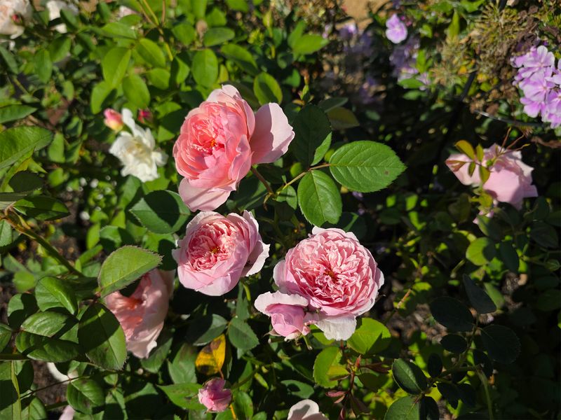 Keep Roses Healthy So Aphids Do Less Damage