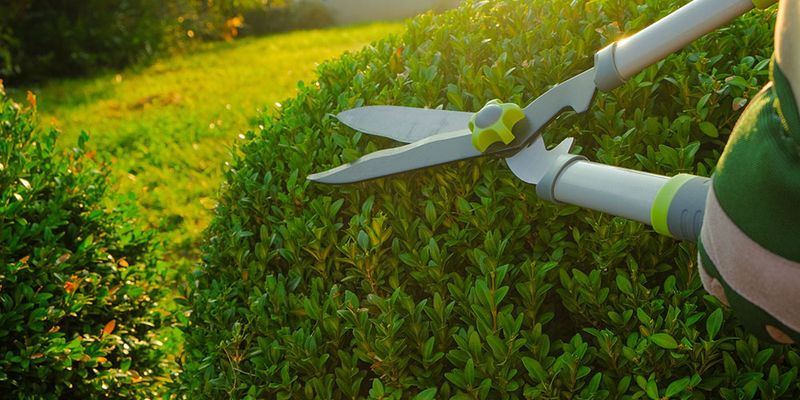 Keep Shrubs And Bushes Pruned Keep Shrubs And Bushes Pruned