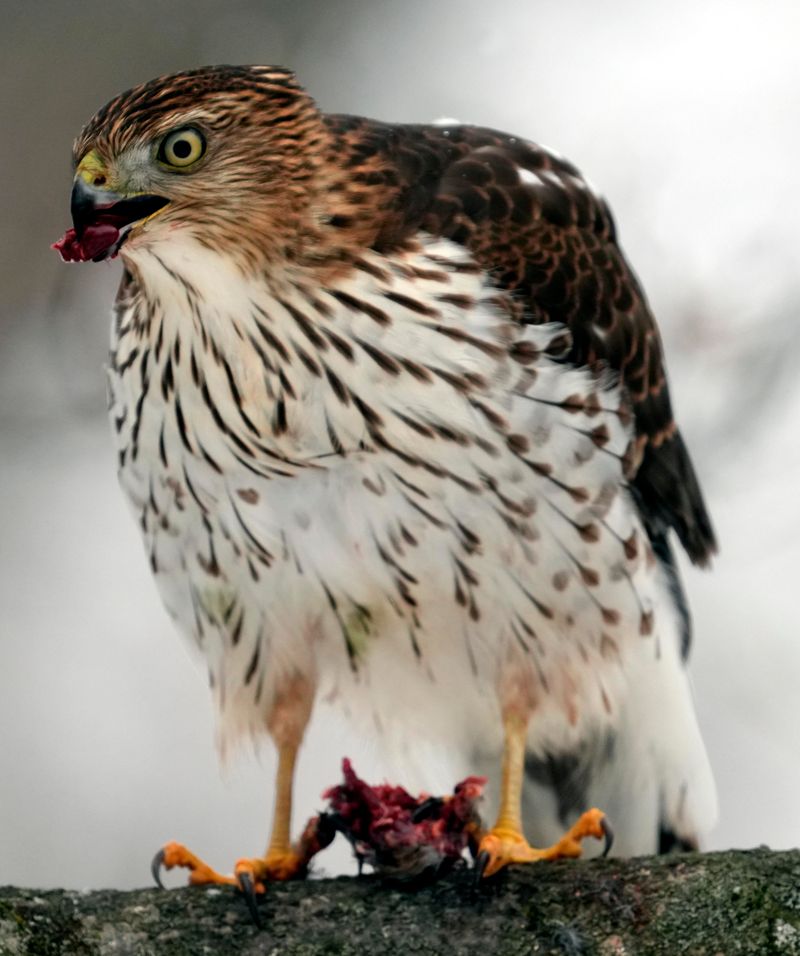 Keep Small Pets Close When Raptors Are Active Keep Small Pets Close When Raptors Are Active