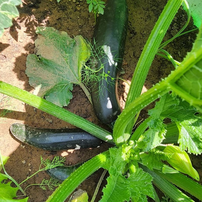 Keep Soil Consistently Moist Keep Soil Consistently Moist