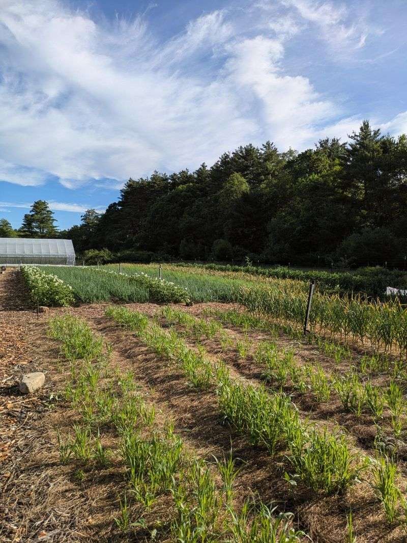 Keep Soil Covered Between Rows Keep Soil Covered Between Rows