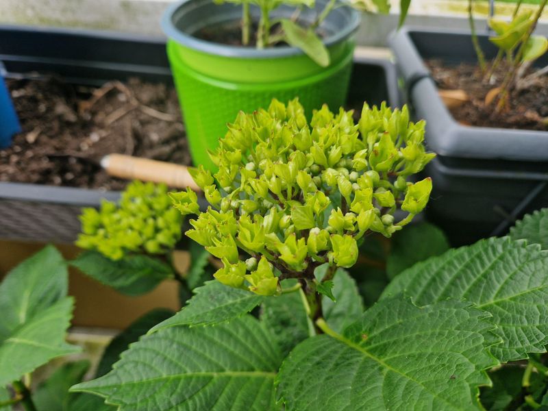 Keep Soil Evenly Moist As Buds Develop