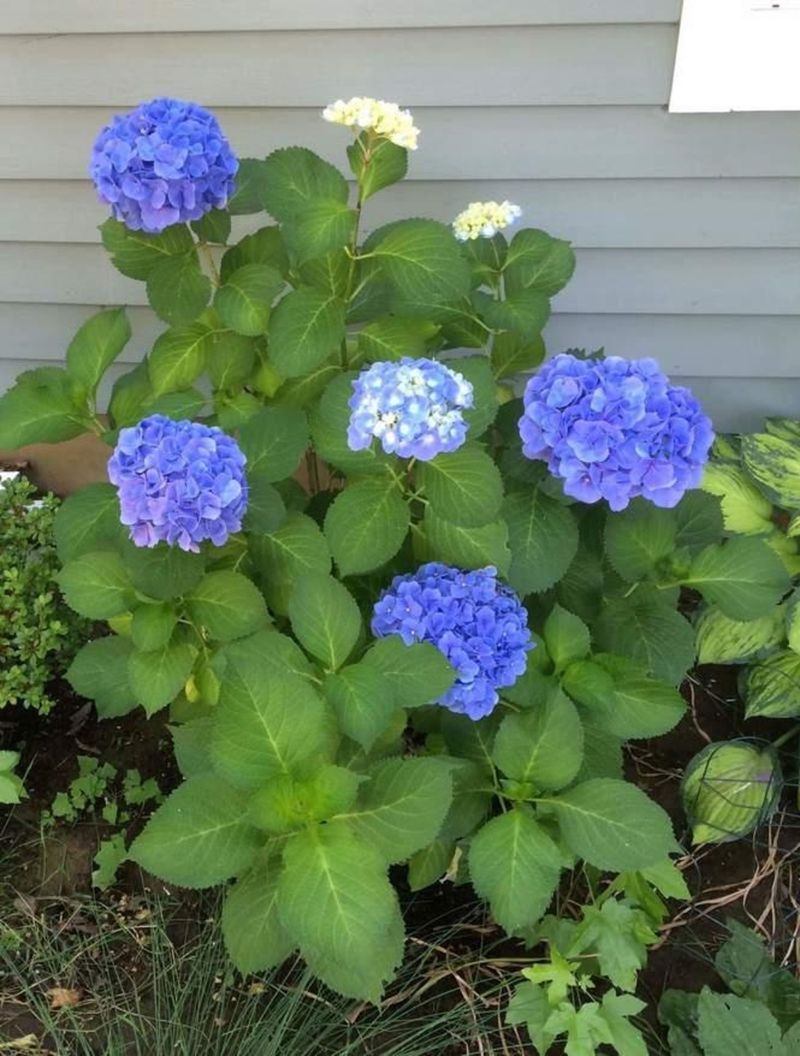 Keep Soil Evenly Moist, Not Soggy Keep Soil Evenly Moist, Not Soggy