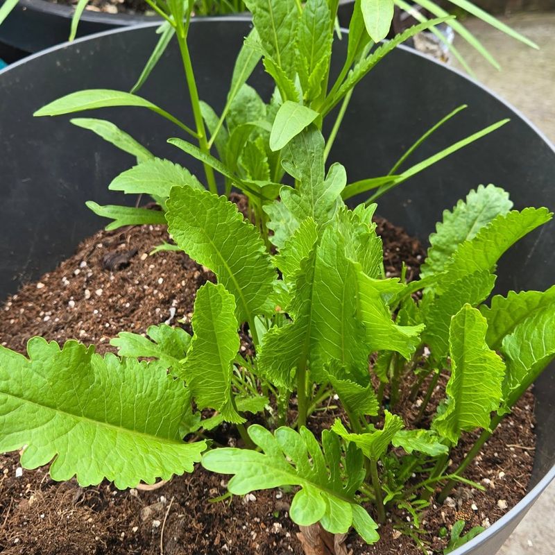 Keep Soil Evenly Moist