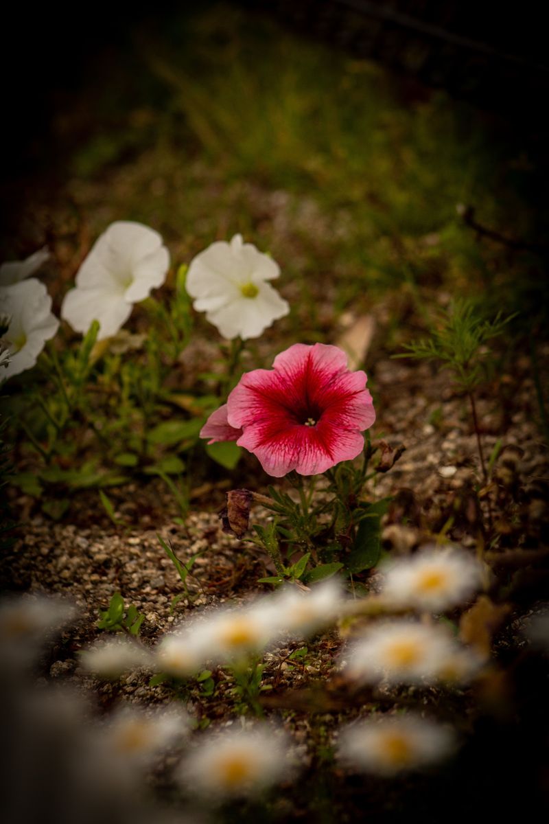 Keep Soil Moist, But Never Soggy Keep Soil Moist, But Never Soggy