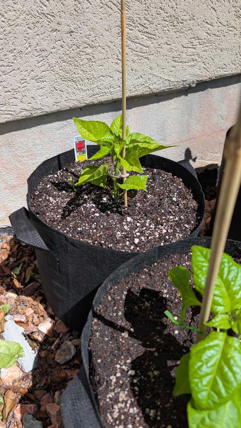 Keep Soil Moisture Steady During Hot Spells Keep Soil Moisture Steady During Hot Spells