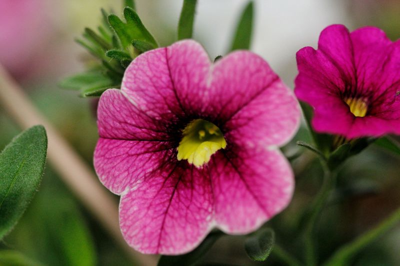 Keep Soil PH Between 5.4 And 5.8 To Prevent Iron Deficiency