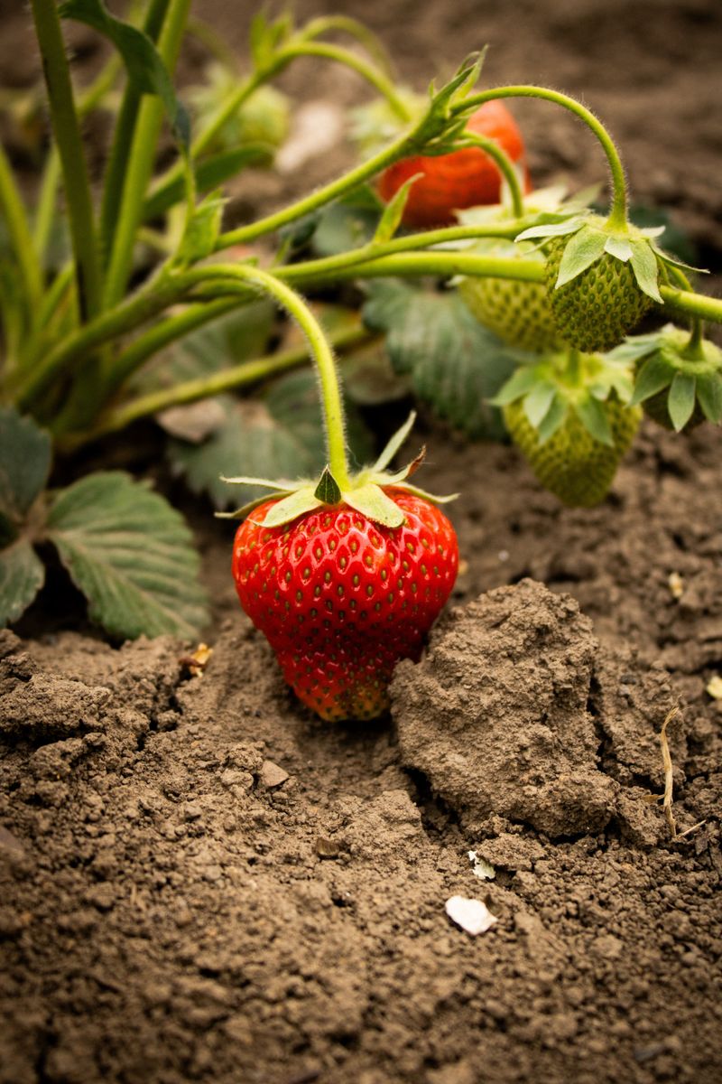 Keep Soil PH Between 5.5 And 6.9 Keep Soil PH Between 5.5 And 6.9