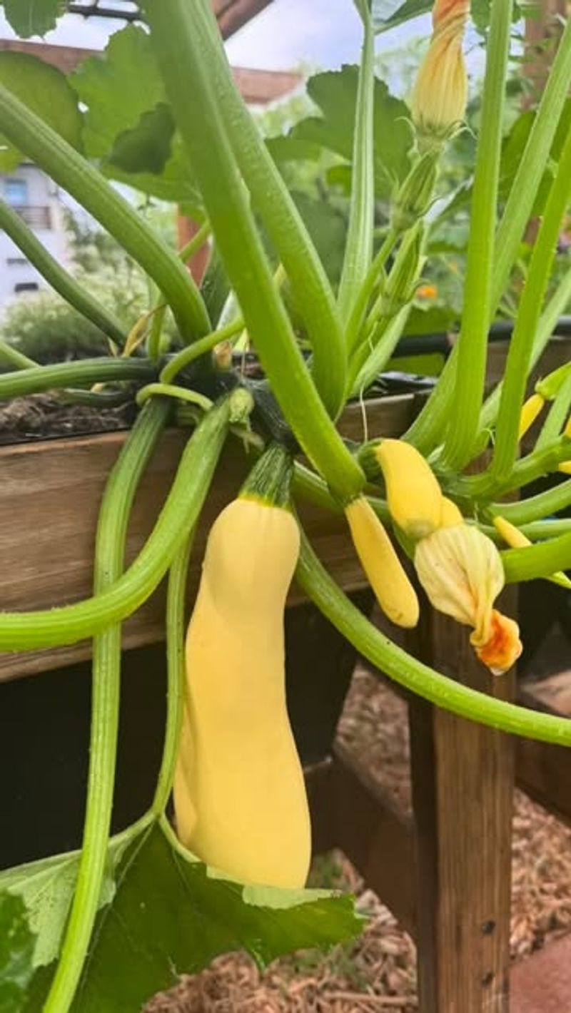 Keep Squash In Strong Sun Keep Squash In Strong Sun