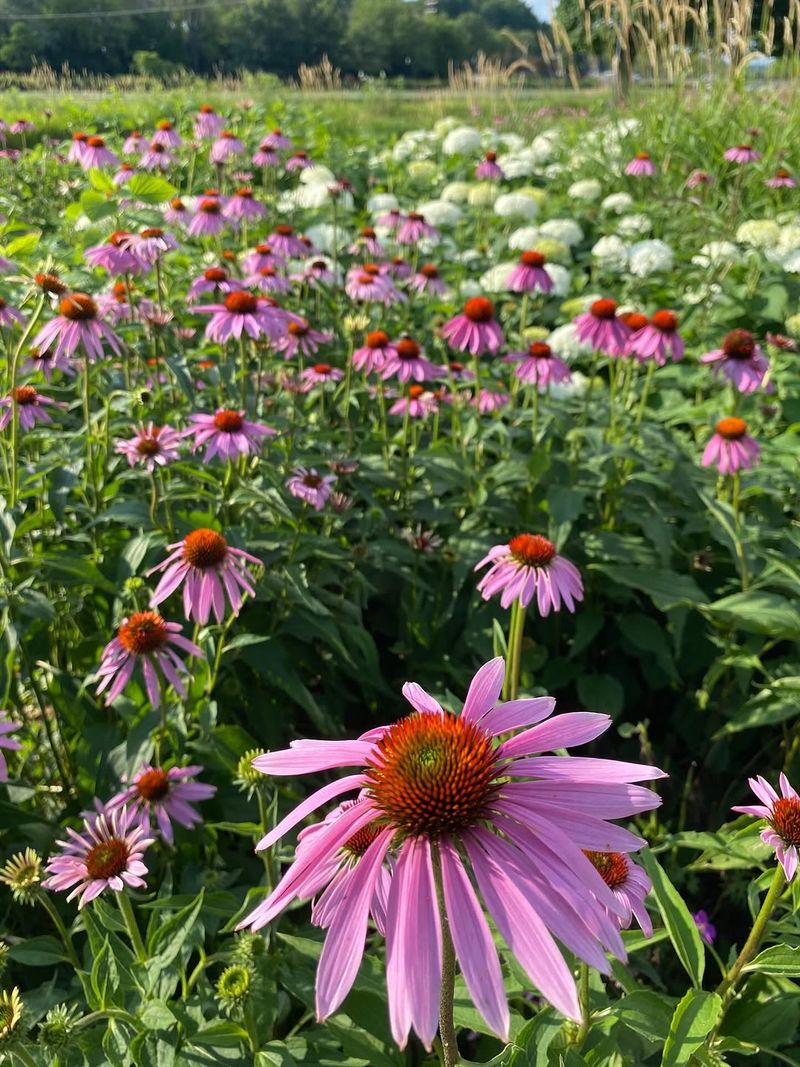 Keep Summer Color Going With Purple Coneflower