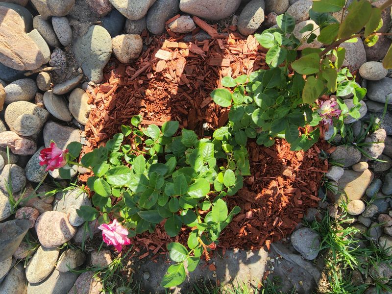 Keep Surface Mulch Clean Around Roses