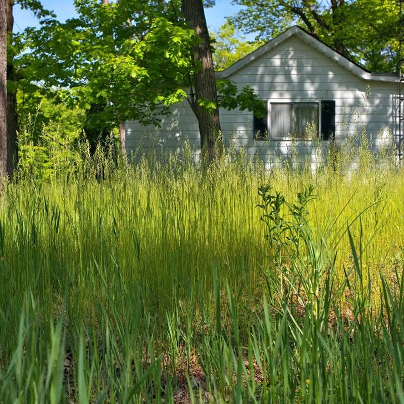 Keep Tall Grass From Taking Over