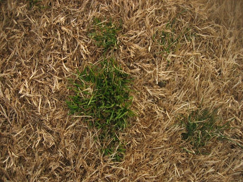 Keep Thatch From Building Up Over Time