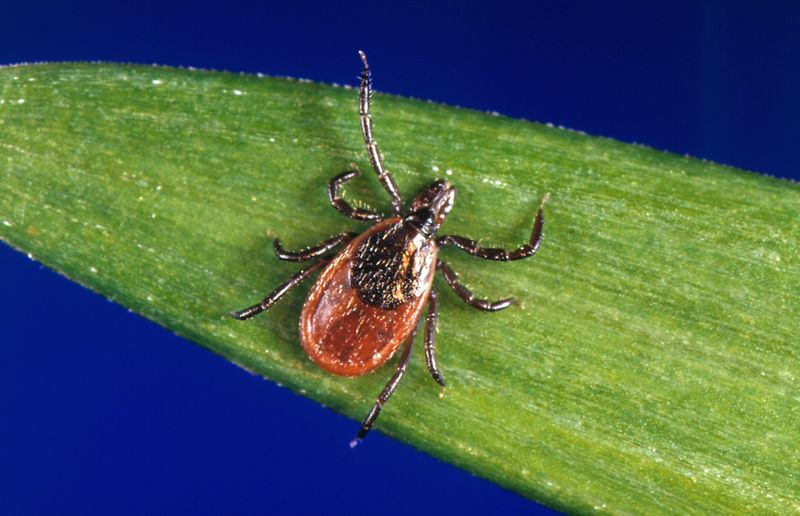 Keep The Base Open So Ticks Have Less Cover