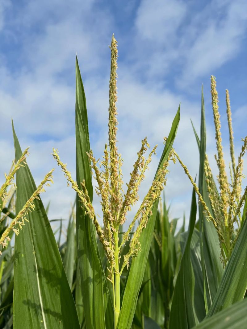 Keep The Patch Open For Wind Pollination Keep The Patch Open For Wind Pollination
