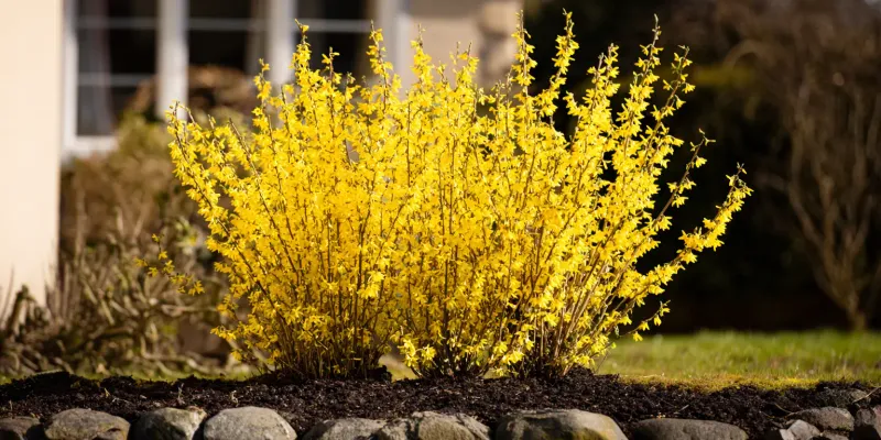 Keep The Shrub Open For A Better Bloom Show