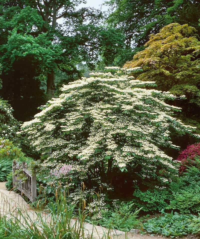 Keep The Shrub's Natural Shape Keep The Shrub's Natural Shape