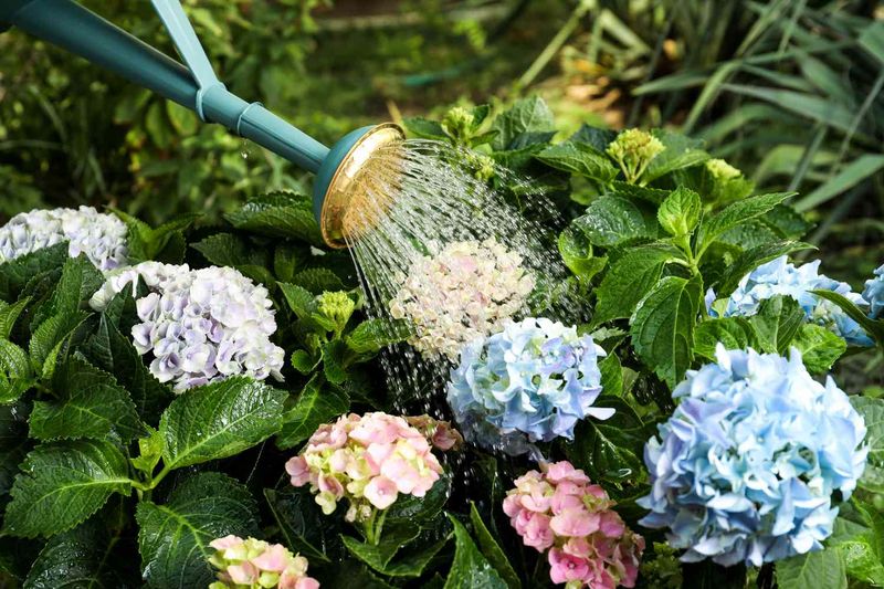 Keep The Soil Consistently Moist Keep The Soil Consistently Moist