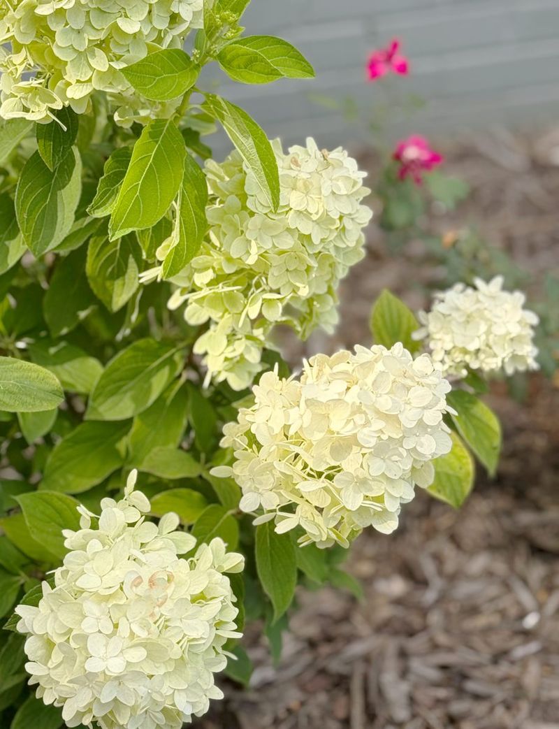 Keep The Soil Consistently Moist