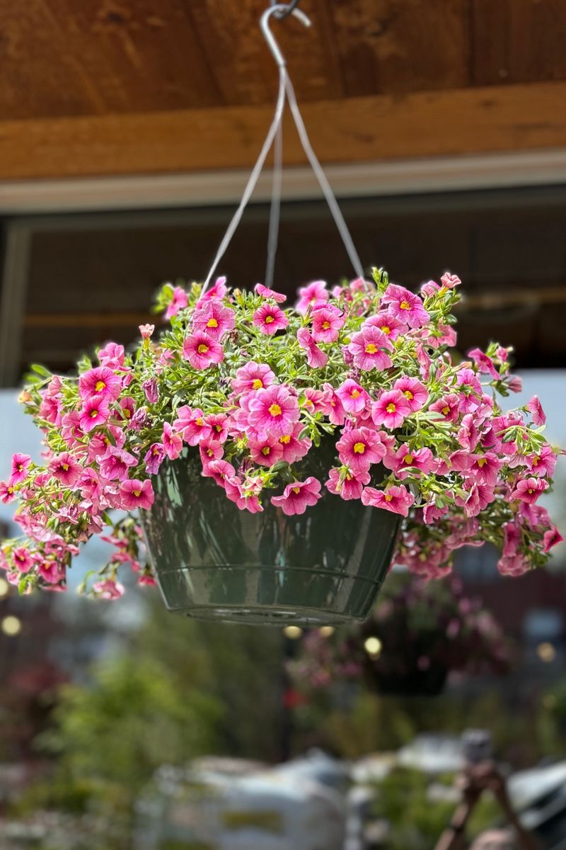 Keep The Soil Moist But Not Soggy