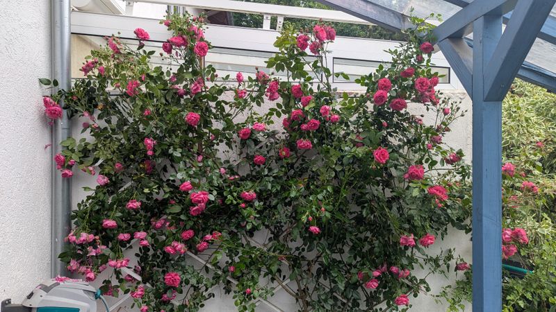 Keep Thorns Away From The Neighbor's Side