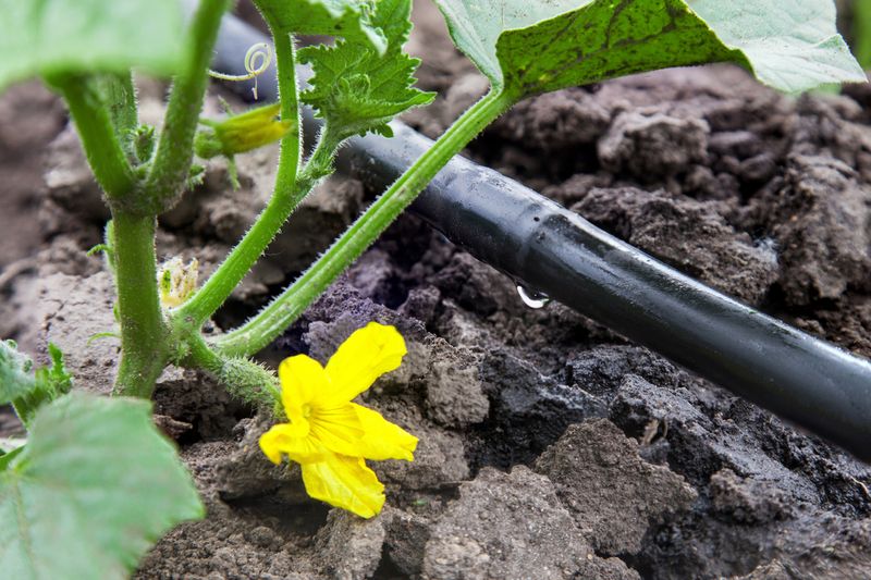 Keep Water On The Soil, Not The Leaves Keep Water On The Soil, Not The Leaves
