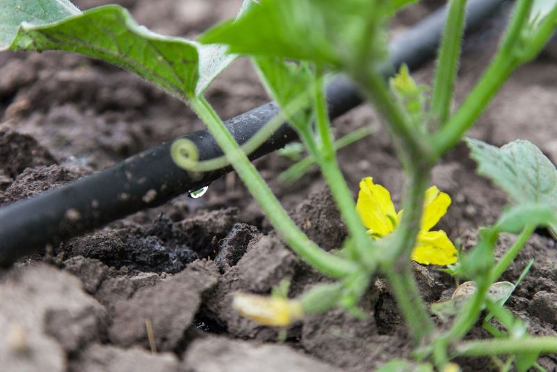 Keep Watering Steady At The Soil Level