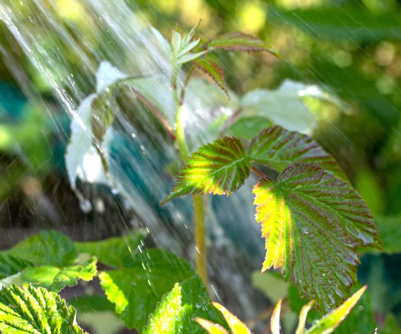 Keep Watering Through Oregon Dry Spells Keep Watering Through Oregon Dry Spells
