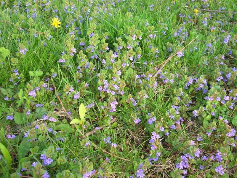 Keep Weed Seeds From Blowing In Nearby Keep Weed Seeds From Blowing In Nearby