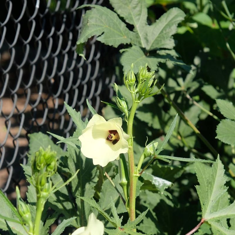 Keep Weeds Away From The Base