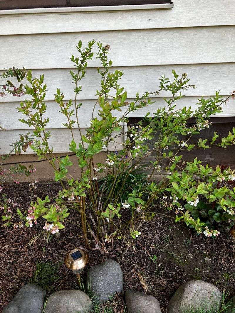 Keep Weeds From Stealing Shallow Root Moisture