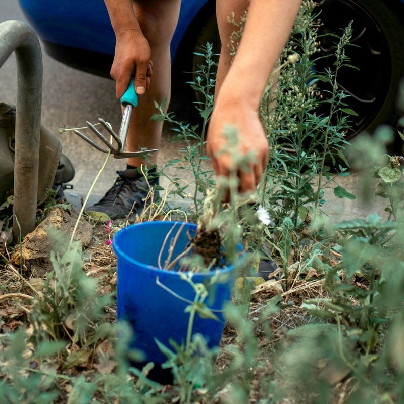Keep Weeds Out Early Keep Weeds Out Early