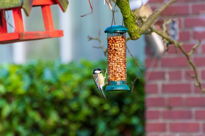 Keeping Bird Feeders Close To The House