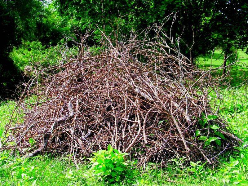 Keeping Brush Piles In Shady Corners Keeping Brush Piles In Shady Corners
